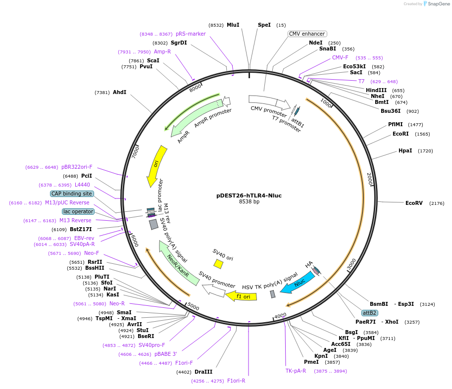 197642-plasmid-map-sequence-id-392621