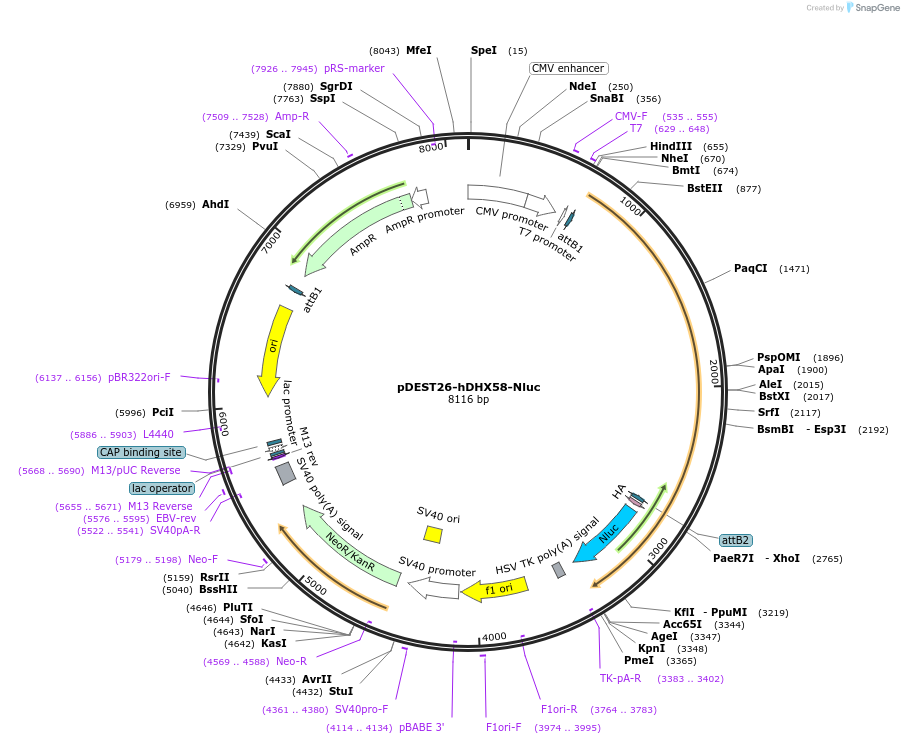 197626-plasmid-map-sequence-id-392622