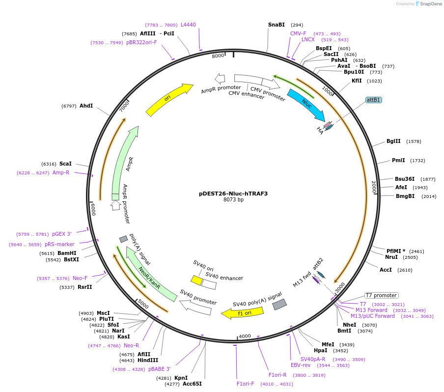 197645-plasmid-map-sequence-id-392624