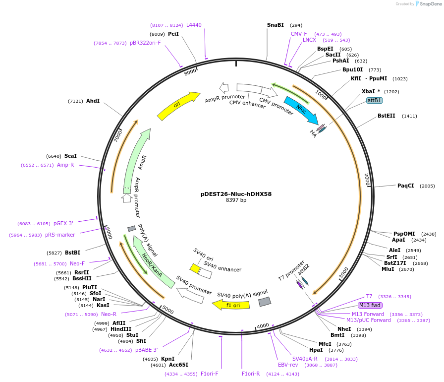 197625-plasmid-map-sequence-id-392625