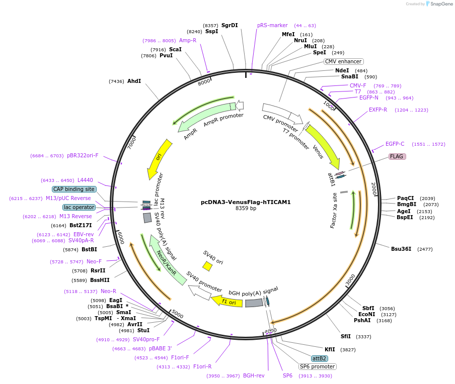197631-plasmid-map-sequence-id-392627