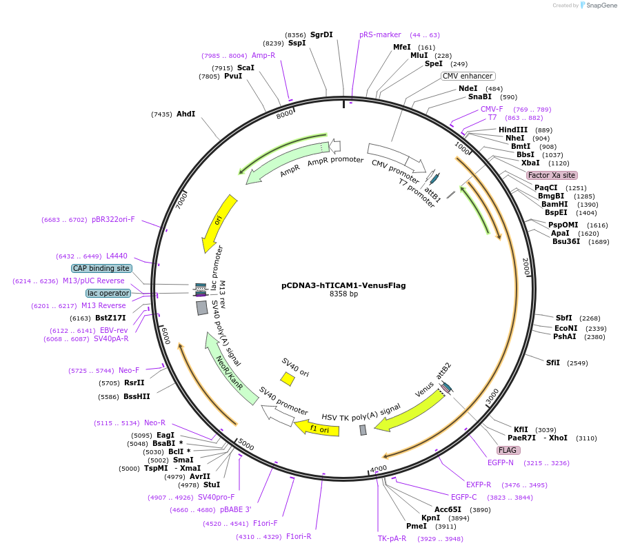 197632-plasmid-map-sequence-id-392629