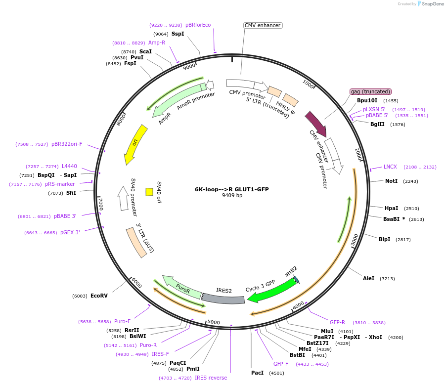 200098-plasmid-map-sequence-id-392632