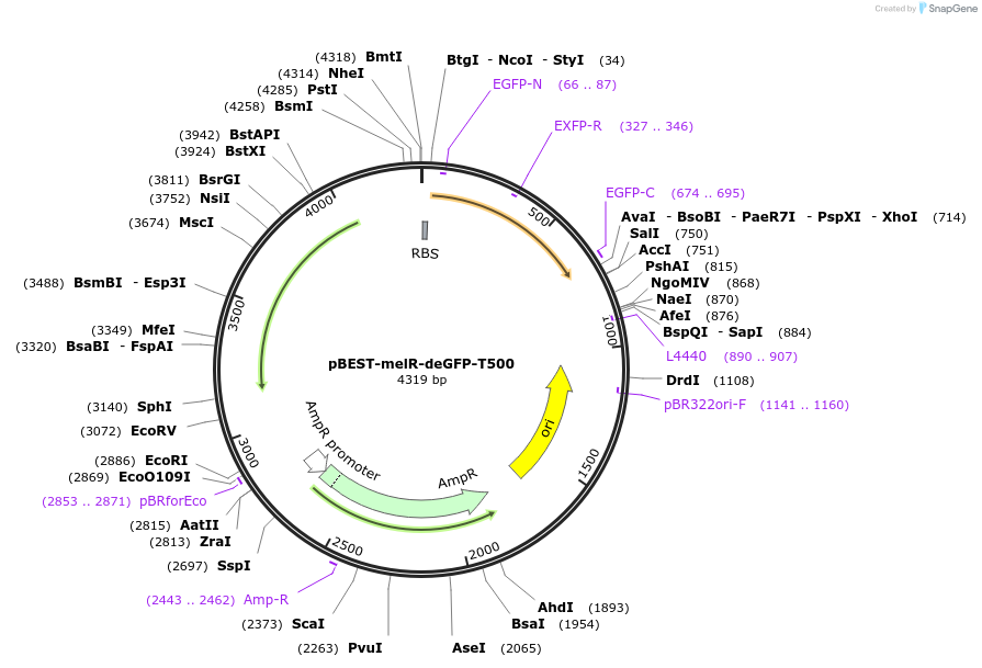 45396-plasmid-map-sequence-id-392667