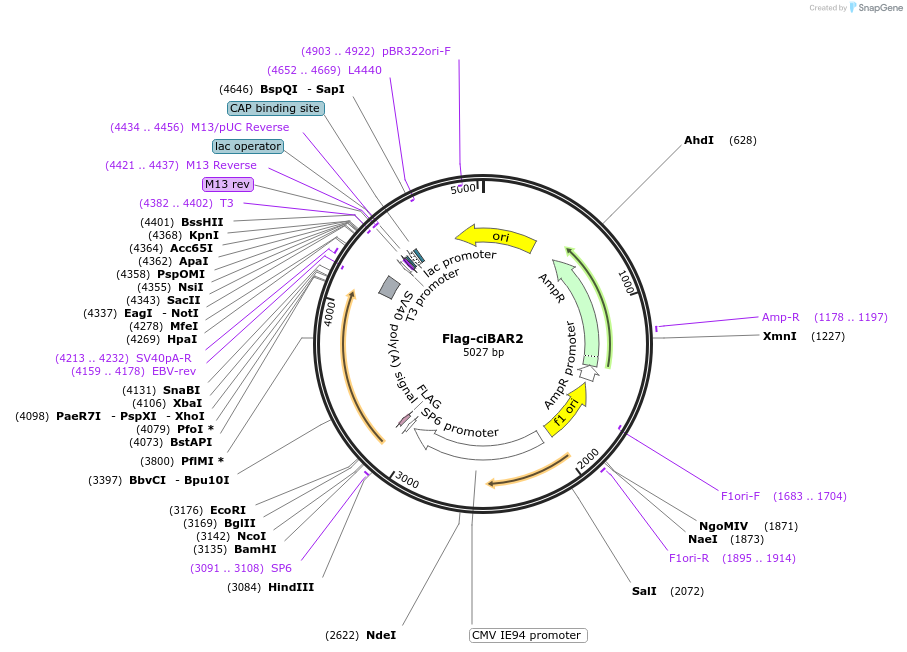 200441-plasmid-map-sequence-id-392674