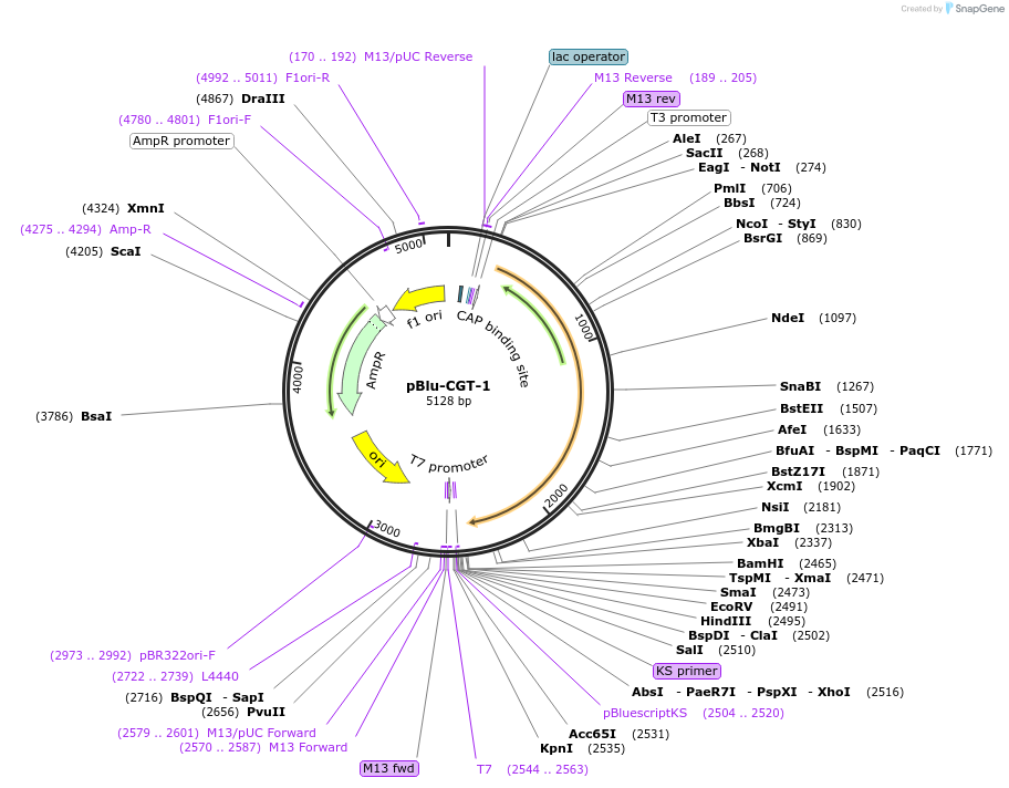 170158-plasmid-map-sequence-id-392677