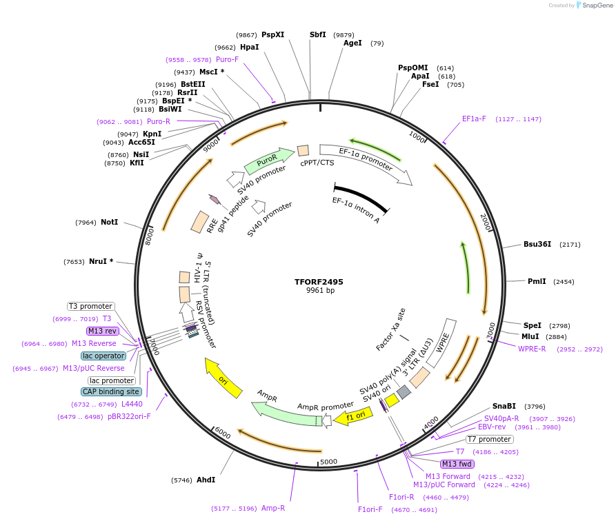142113-plasmid-map-sequence-id-392692