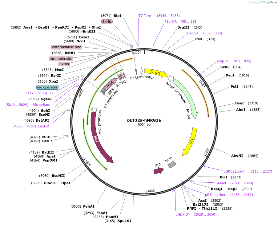 199235-plasmid-map-sequence-id-392693