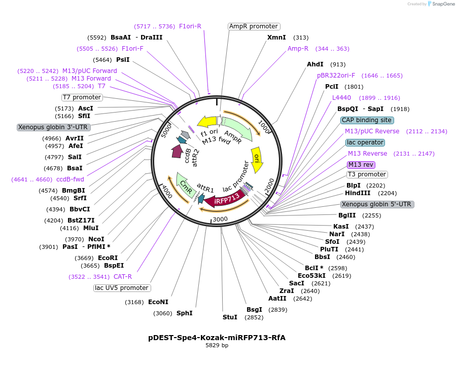 186381-plasmid-map-sequence-id-392698