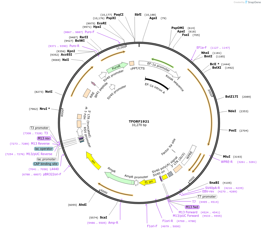 142289-plasmid-map-sequence-id-392699