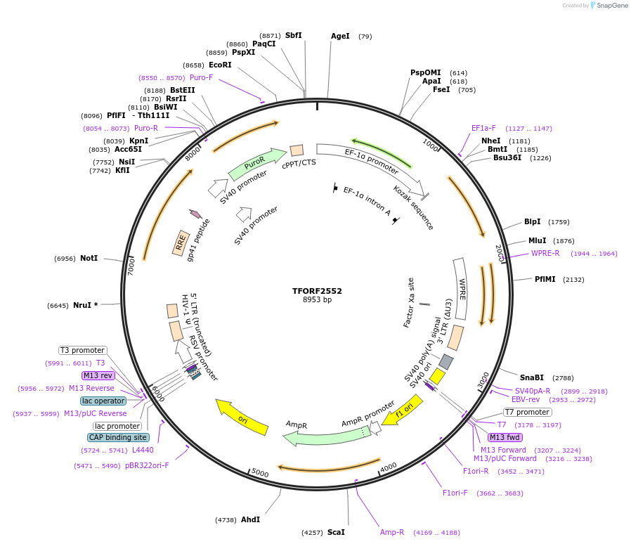 142405-plasmid-map-sequence-id-392711