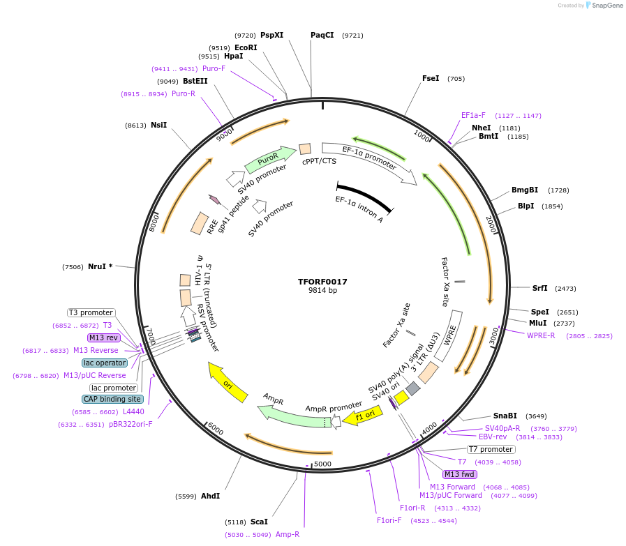 142527-plasmid-map-sequence-id-392712