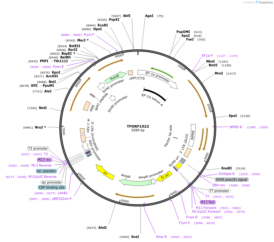 142717-plasmid-map-sequence-id-392717