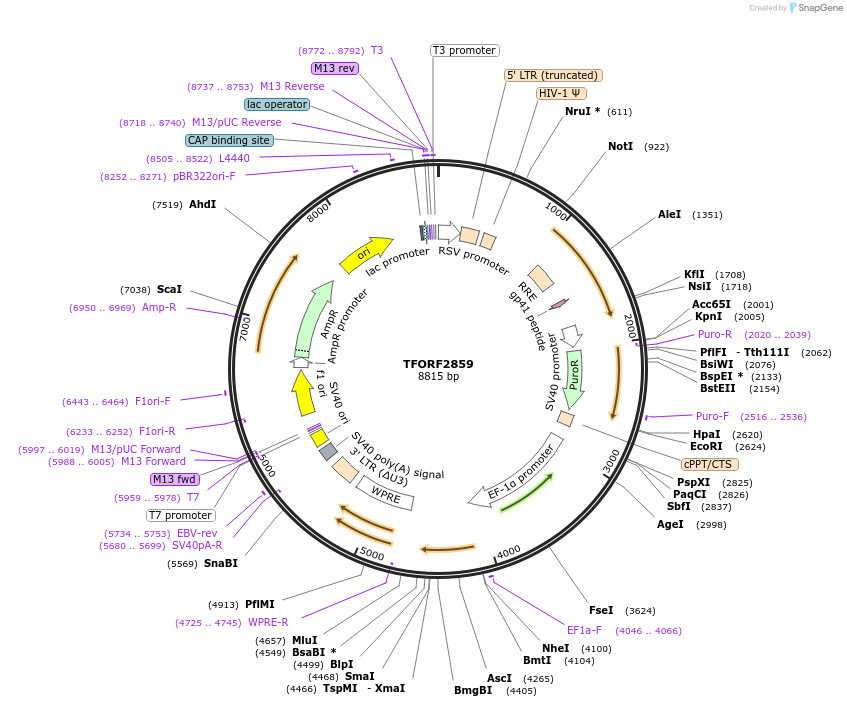 143386-plasmid-map-sequence-id-392718
