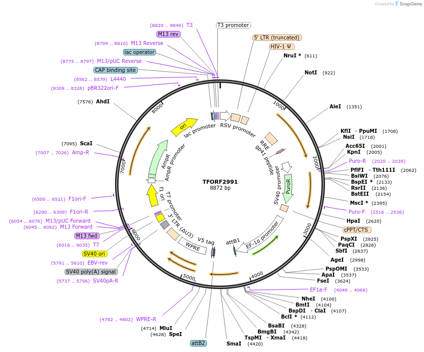 144467-plasmid-map-sequence-id-392727