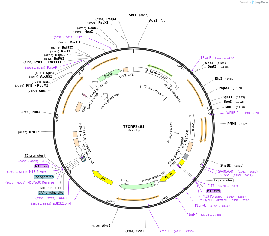142948-plasmid-map-sequence-id-392746