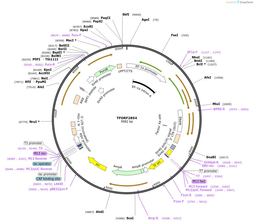 143384-plasmid-map-sequence-id-392750