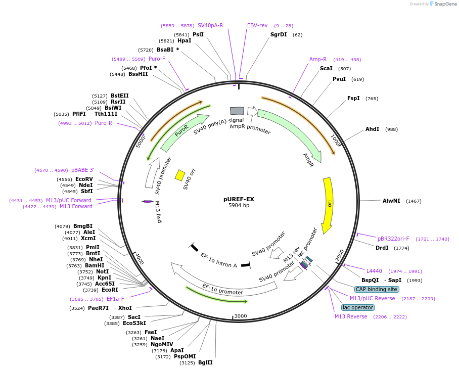 199331-plasmid-map-sequence-id-392769