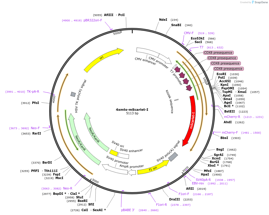 98818-plasmid-map-sequence-id-392770