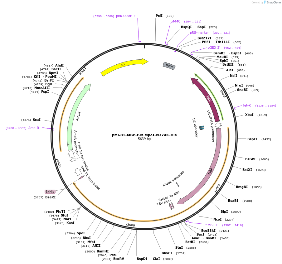 197985-plasmid-map-sequence-id-392771