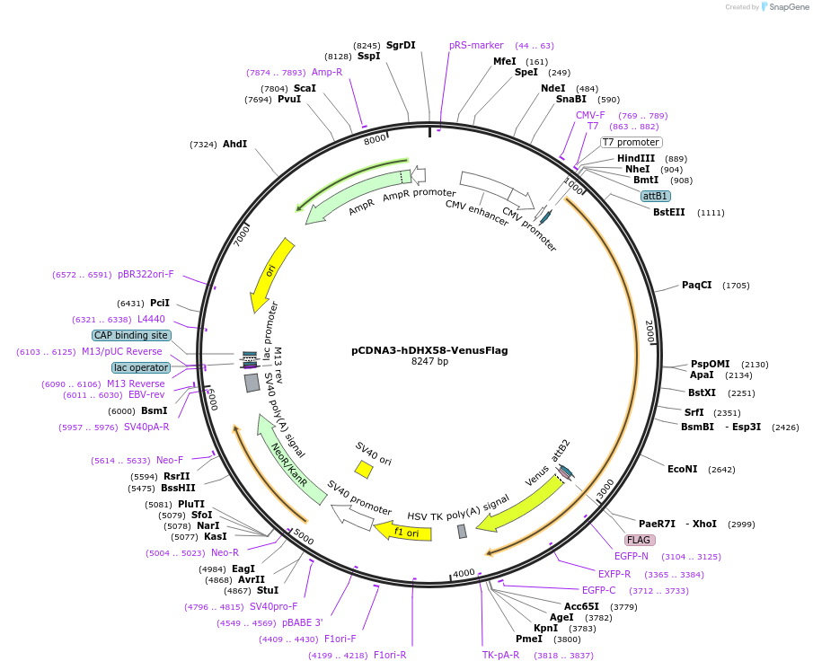 197624-plasmid-map-sequence-id-392776