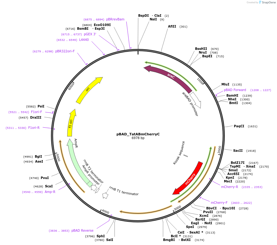 178545-plasmid-map-sequence-id-392795