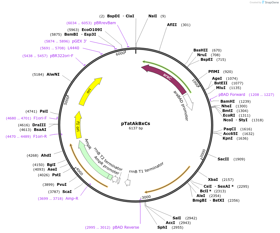 178544-plasmid-map-sequence-id-392801