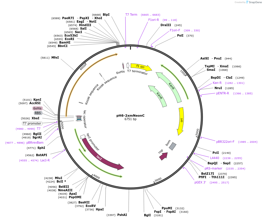 178463-plasmid-map-sequence-id-392808