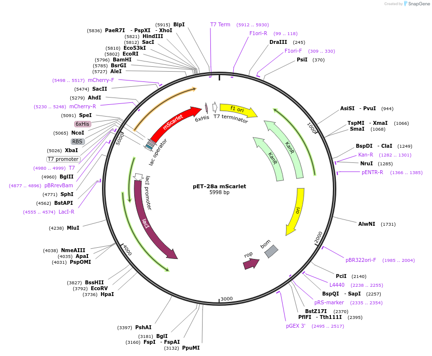 178543-plasmid-map-sequence-id-392809