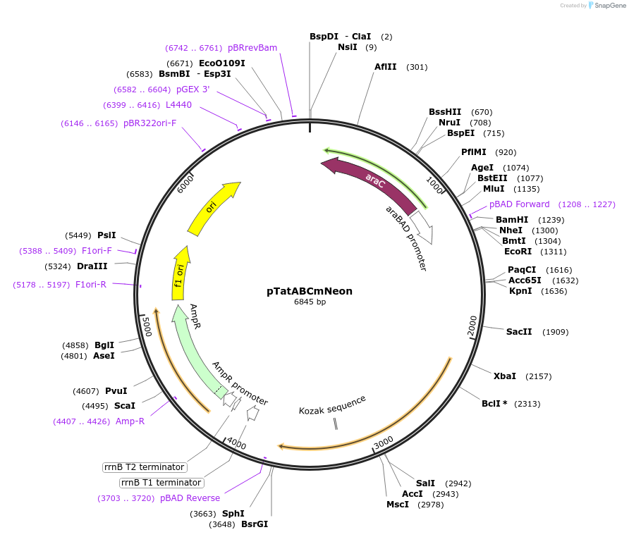 178465-plasmid-map-sequence-id-392811