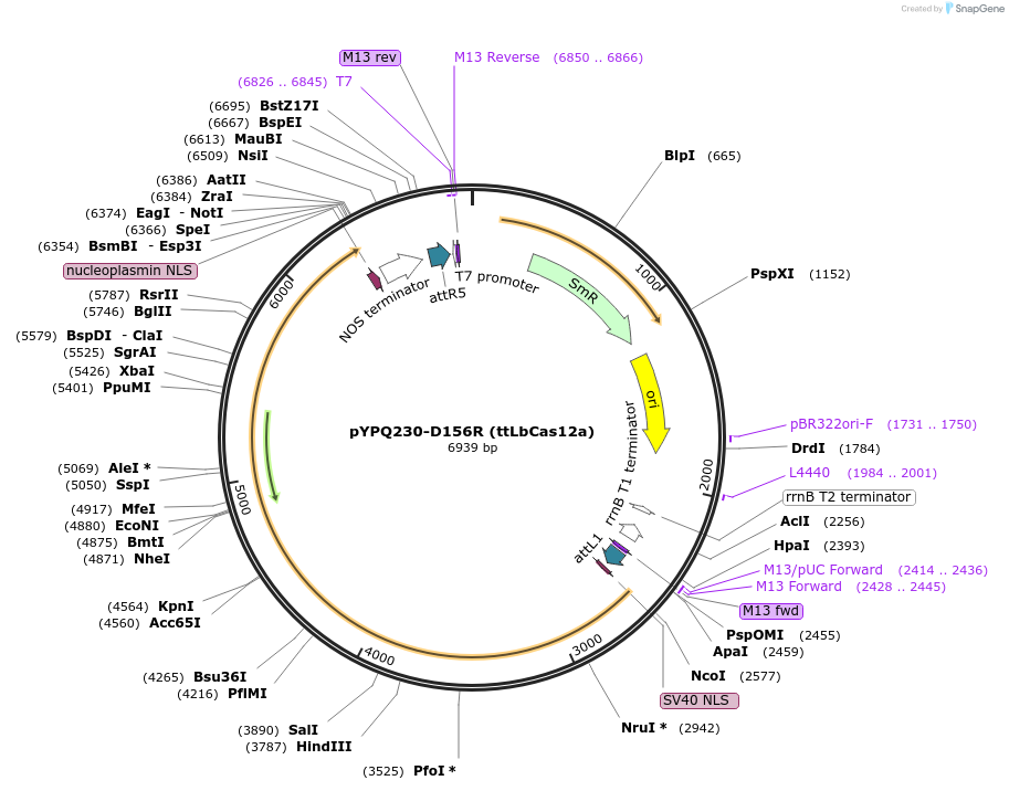 195366-plasmid-map-sequence-id-392884