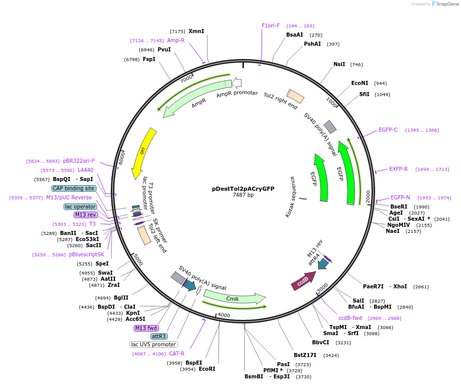 64022-plasmid-map-sequence-id-392889