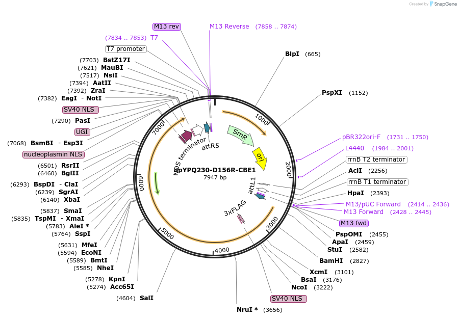 195367-plasmid-map-sequence-id-392890