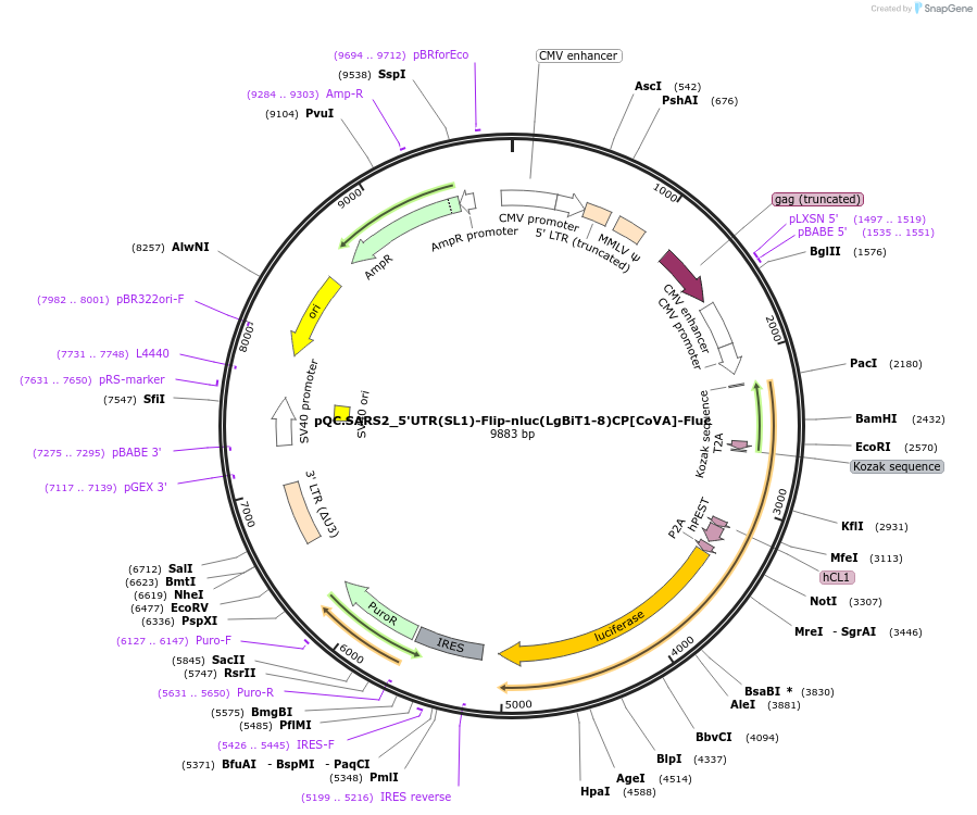 200126-plasmid-map-sequence-id-392891