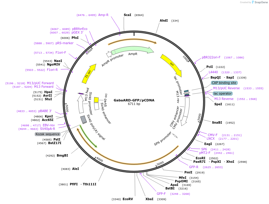 197321-plasmid-map-sequence-id-392893