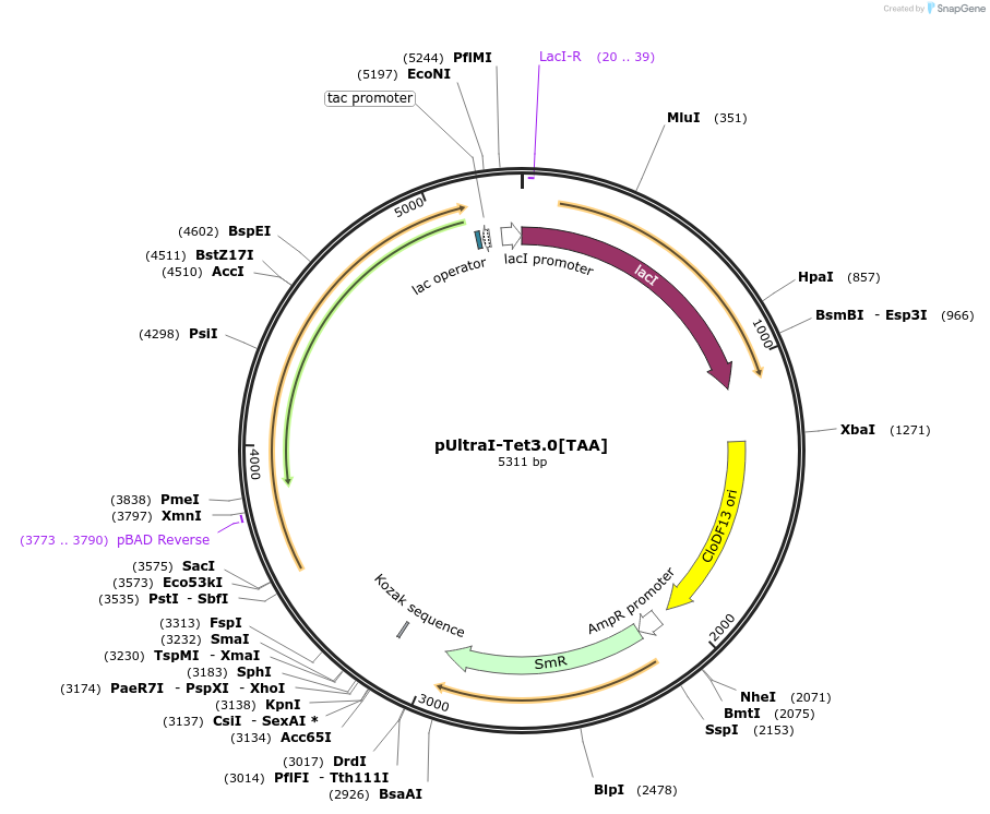 164580-plasmid-map-sequence-id-392917