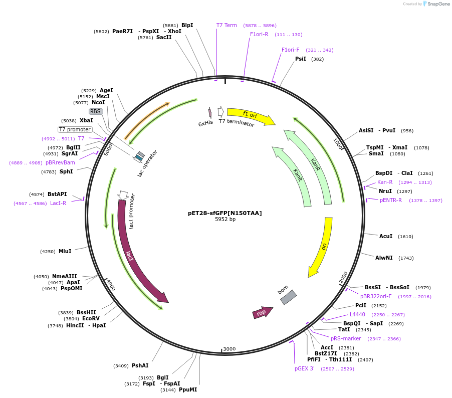 164581-plasmid-map-sequence-id-392921