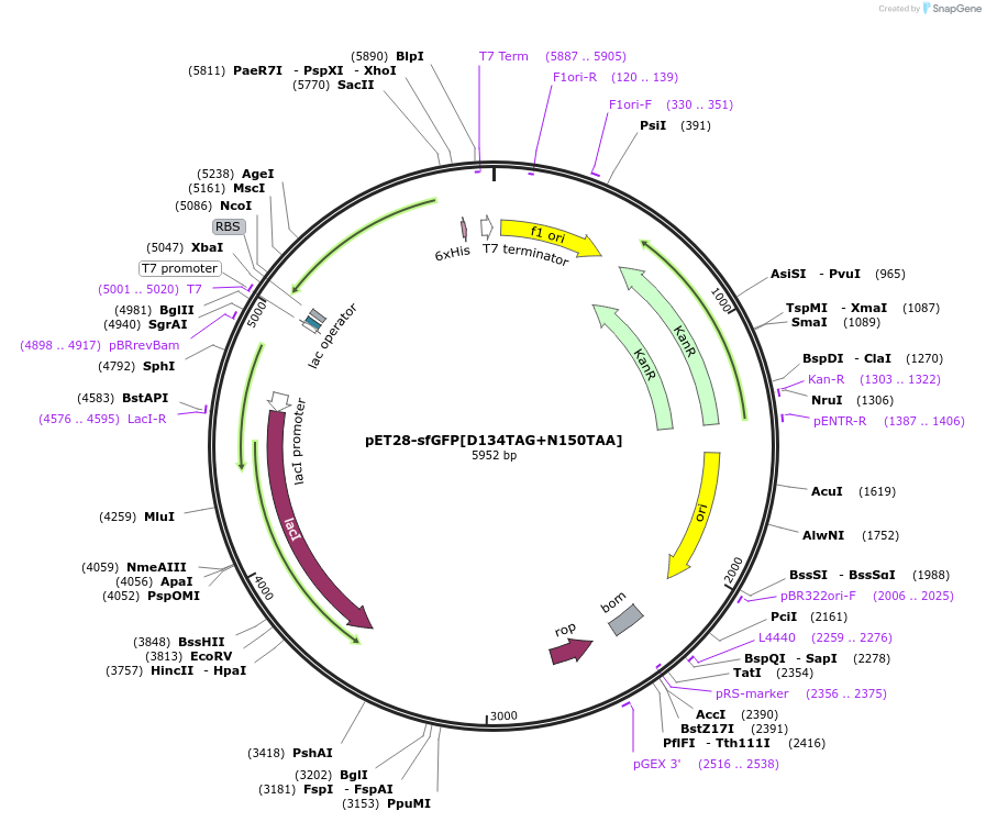 164582-plasmid-map-sequence-id-392926
