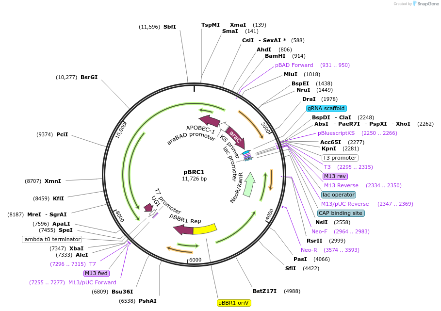 183064-plasmid-map-sequence-id-392927