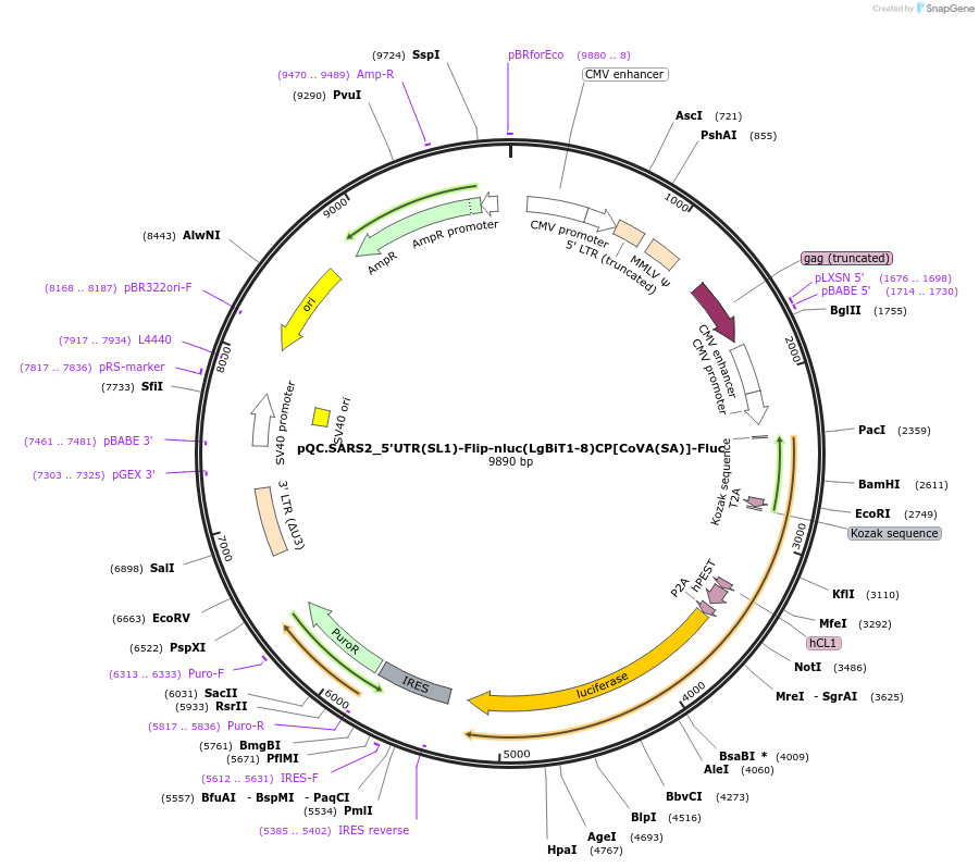 200128-plasmid-map-sequence-id-392929