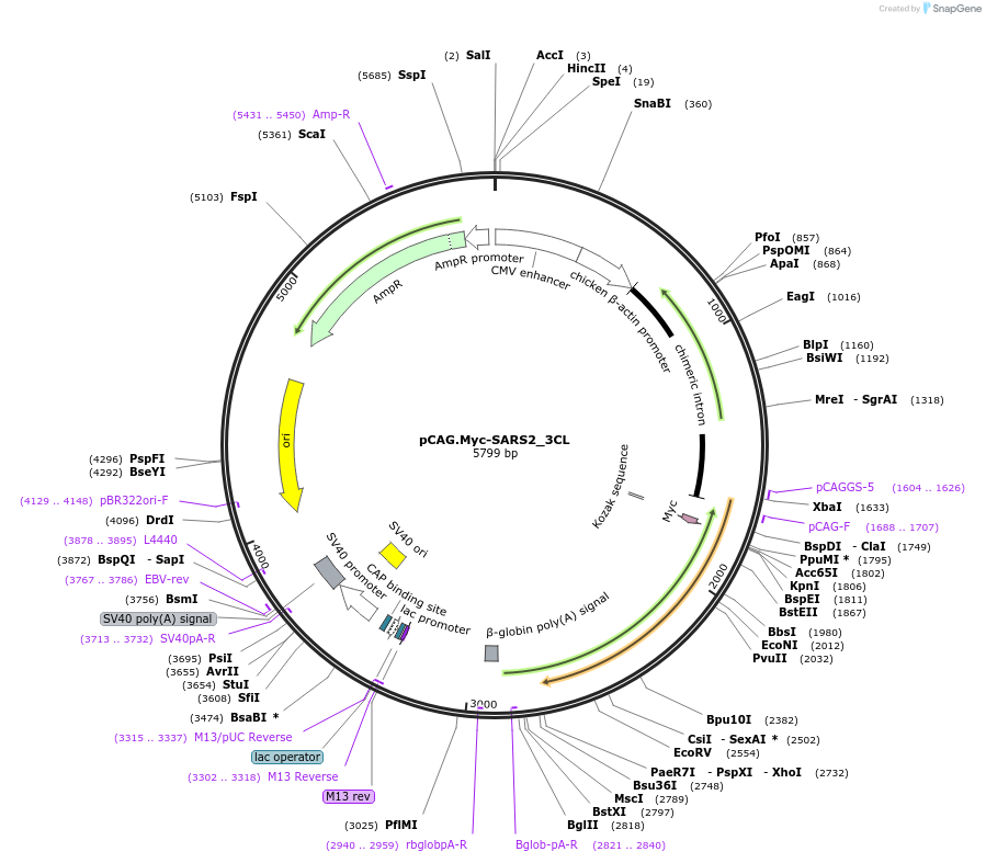 200120-plasmid-map-sequence-id-392932