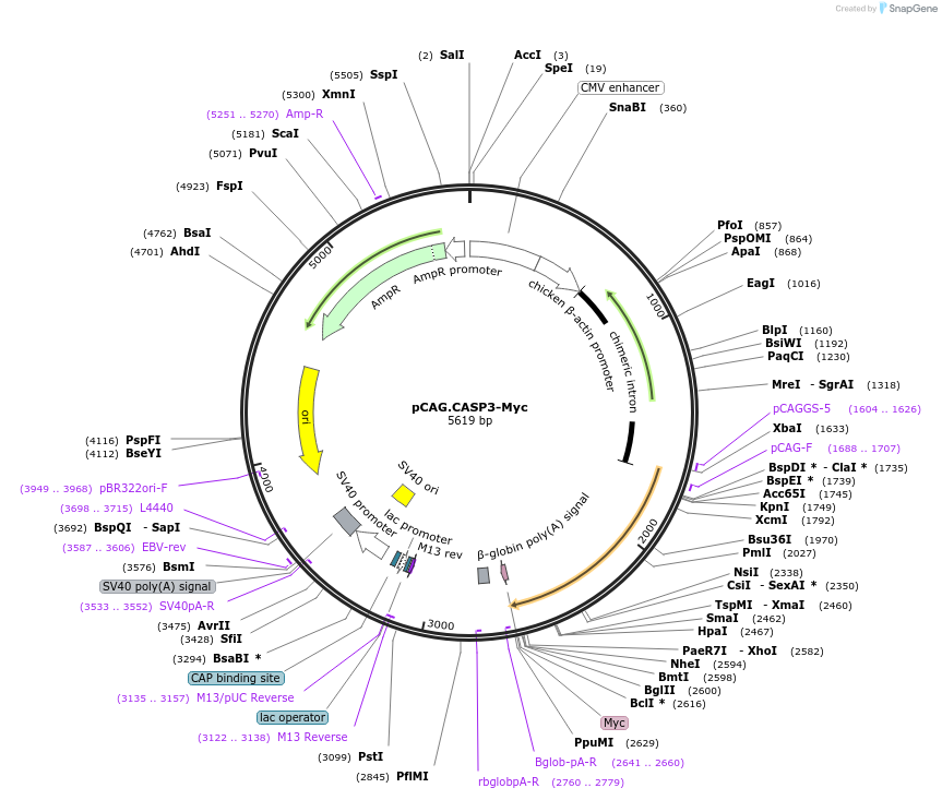 200119-plasmid-map-sequence-id-392936