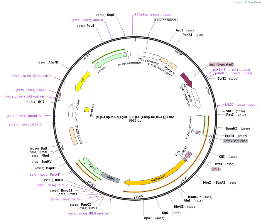200124-plasmid-map-sequence-id-392943