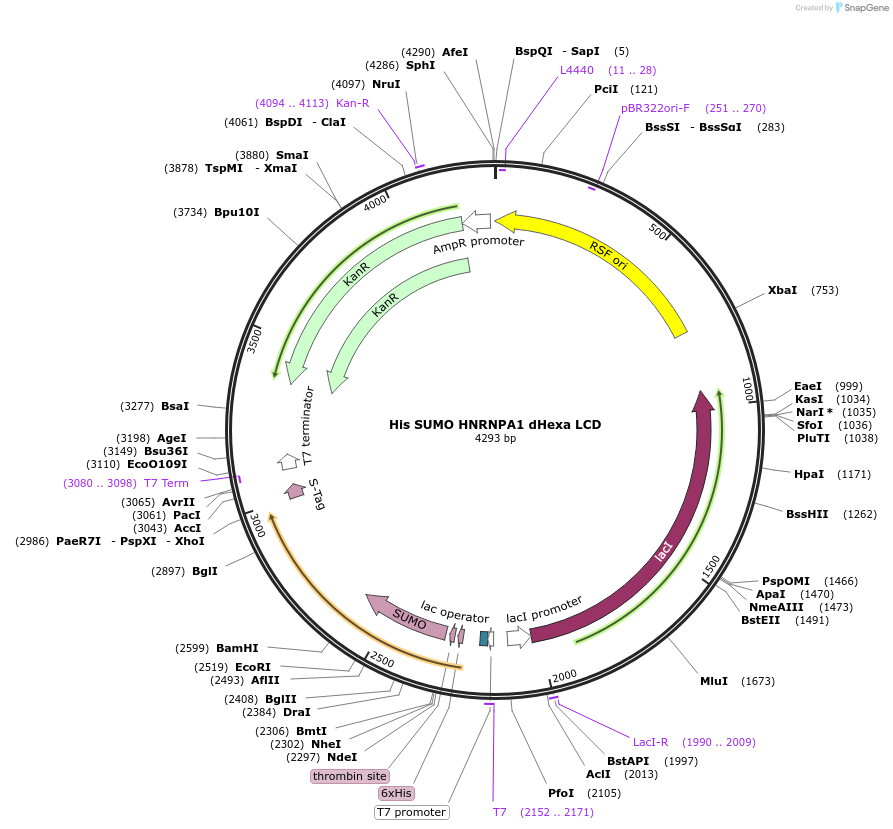 197014-plasmid-map-sequence-id-392955