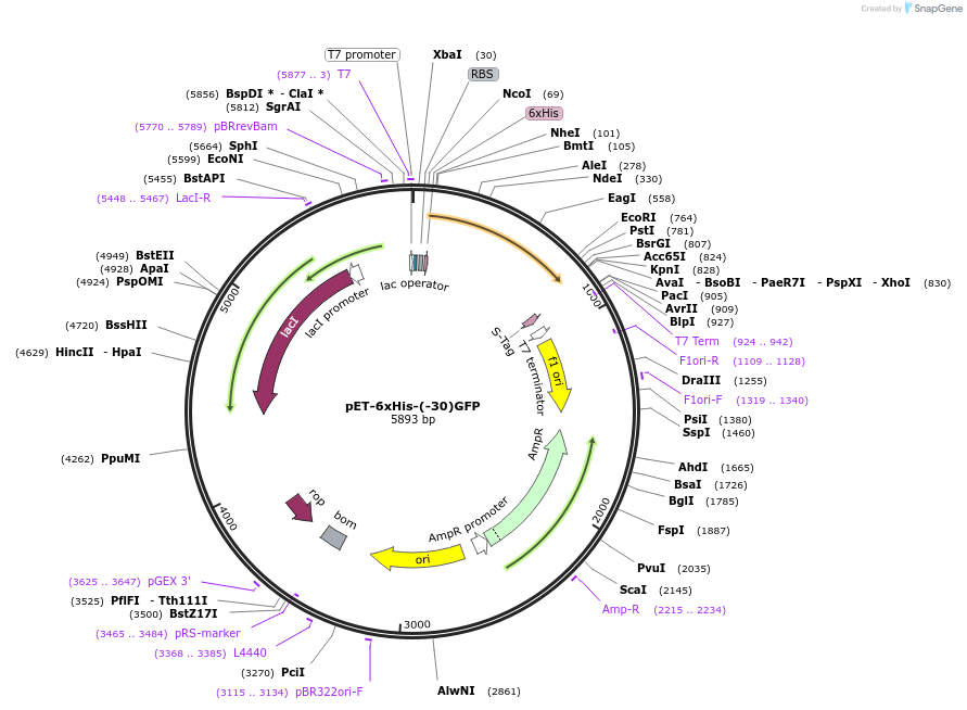 62936-plasmid-map-sequence-id-392967