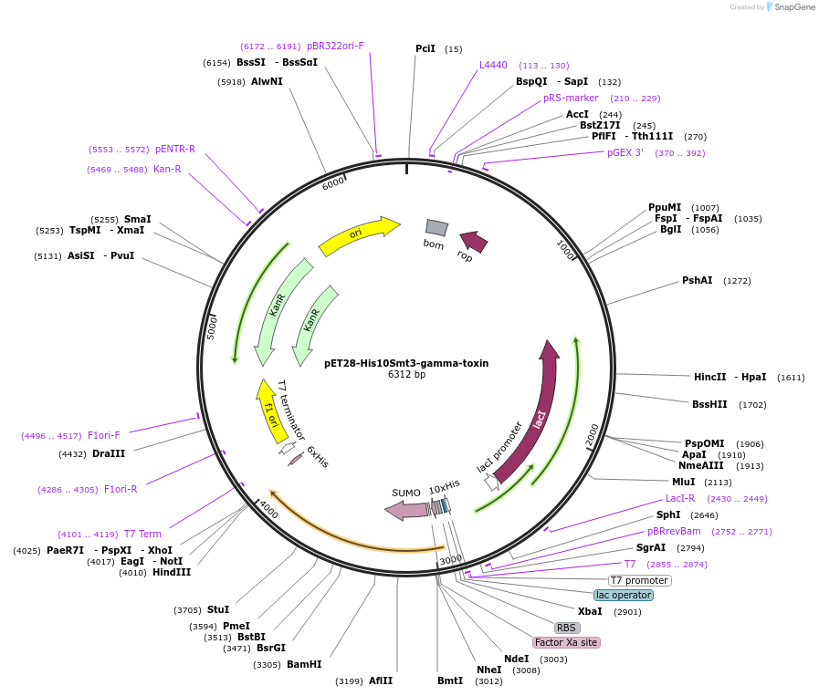 197000-plasmid-map-sequence-id-392969