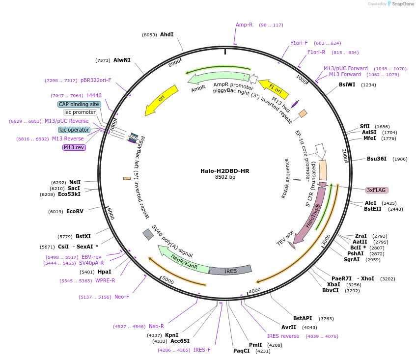 200199-plasmid-map-sequence-id-392970