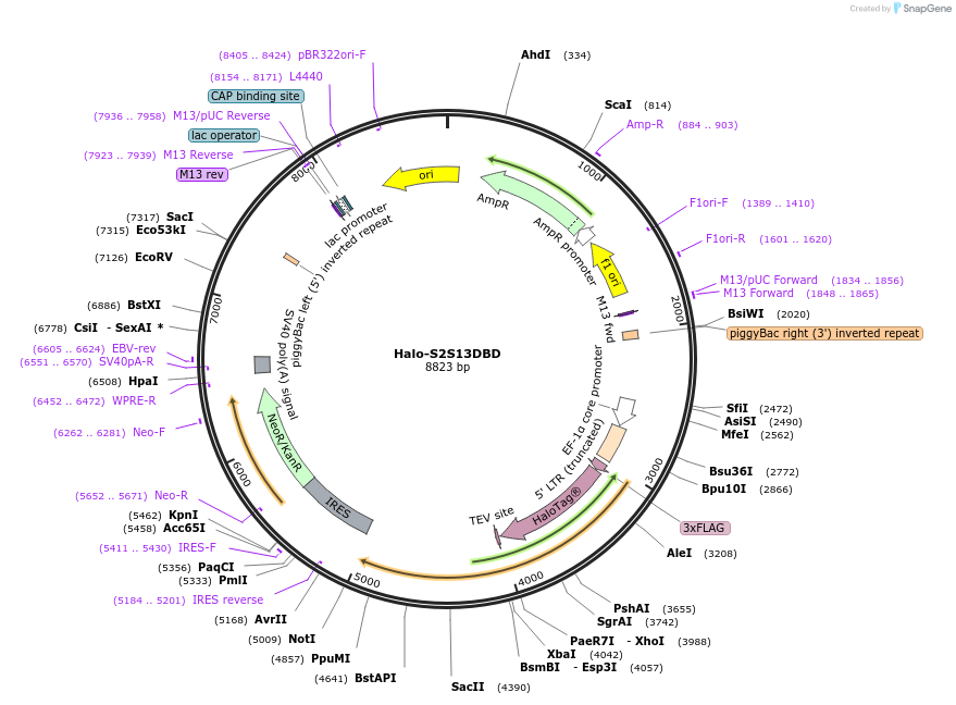 200195-plasmid-map-sequence-id-392971