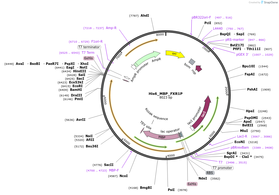 198694-plasmid-map-sequence-id-392973