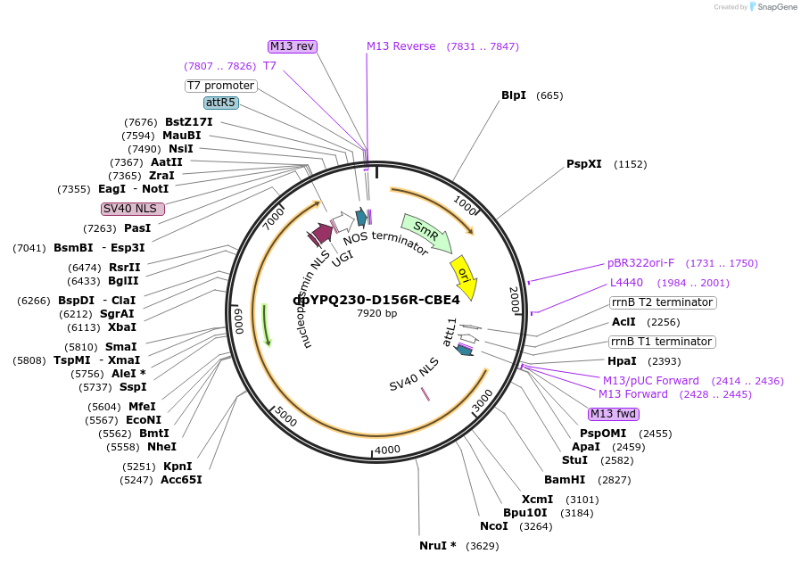 195369-plasmid-map-sequence-id-392981